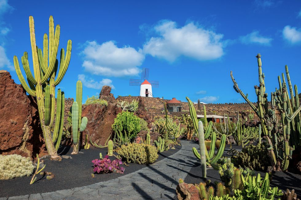 jardin del cactus ideado por cesar manrique en la isla de lanzarote en las islas canarias