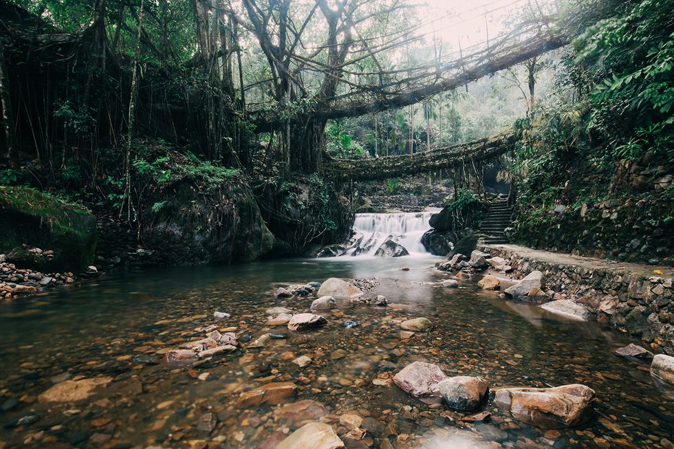 Meghalaya, India:Puente hecho de raíces de un árbol en el bosque elle