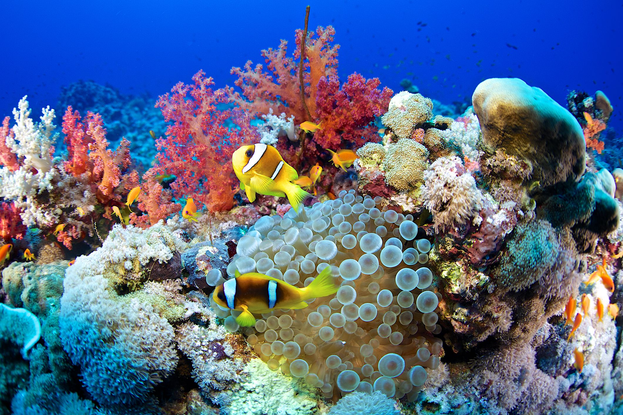 Arriba más de 66 fondo del mar con corales muy caliente - kidsdream.edu.vn