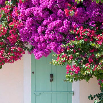 plantas flores verano balcon terraza