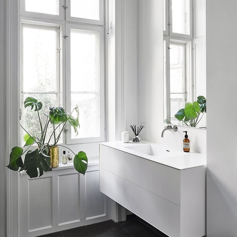 Manual llamar Lesionarse Las 15 mejores plantas para decorar el cuarto de baño