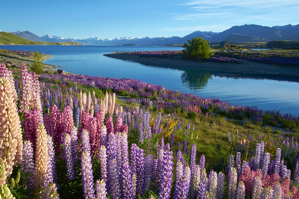 Lupin, Flower, Nature, Lavender, Wilderness, Plant, Natural landscape, Flowering plant, Lake, Wildflower, 
