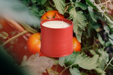 organic tomatoes growing in a field