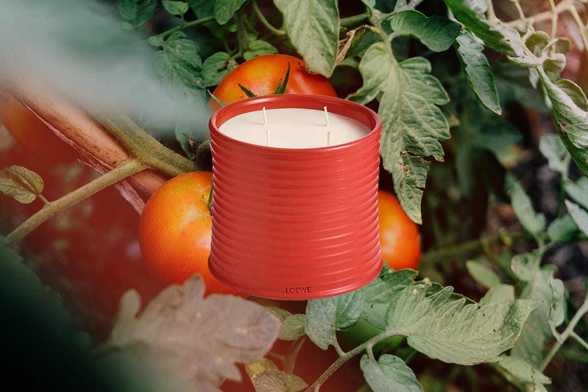 organic tomatoes growing in a field