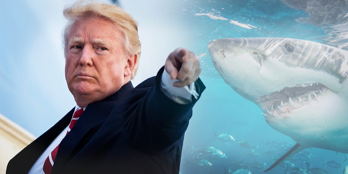 The Trump Shark 2