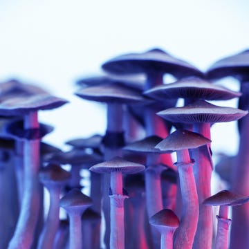 magic psilocybe cubensis hallucinogen psychoactive mushrooms