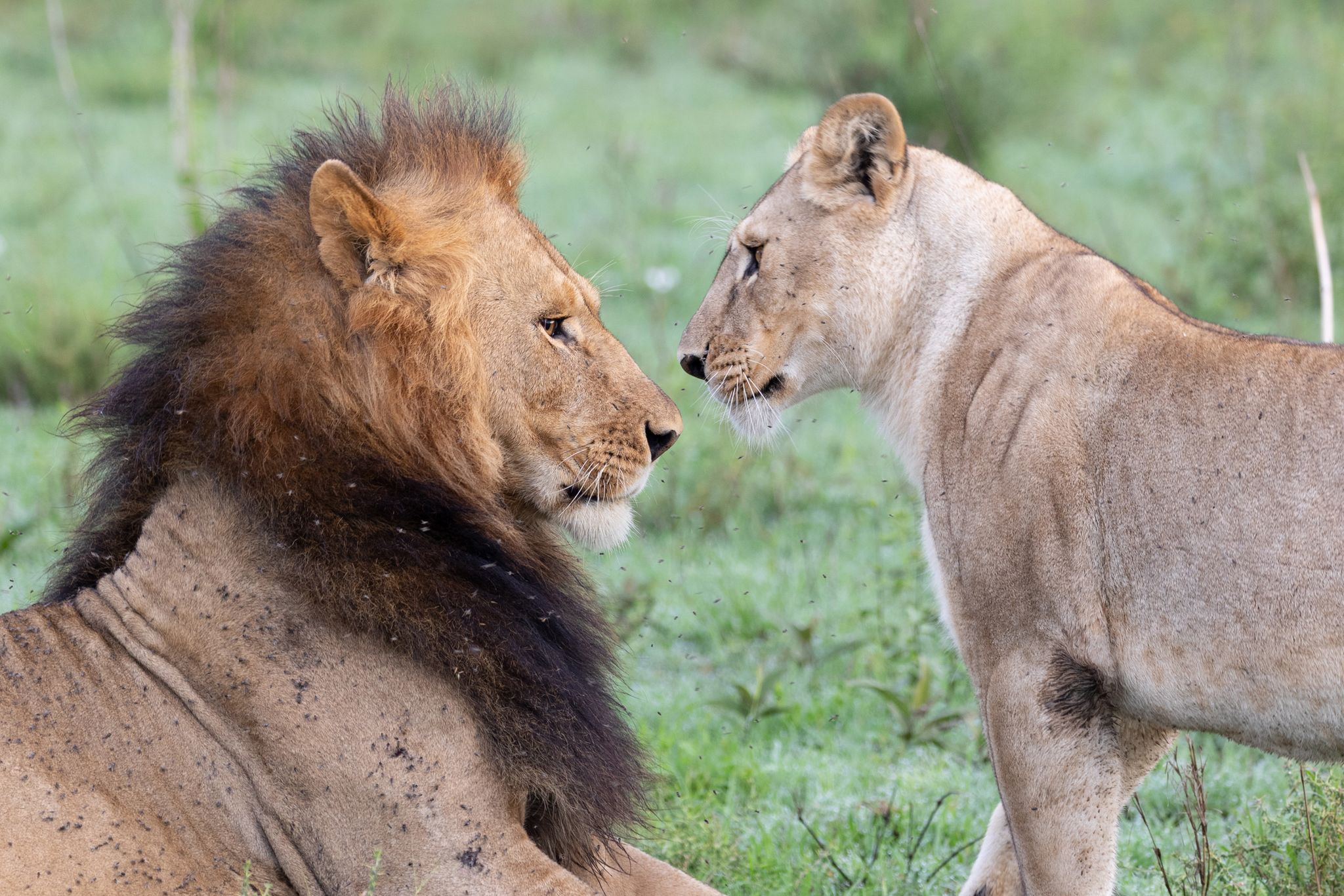 members of the same pride, a lioness and lion, greet each other