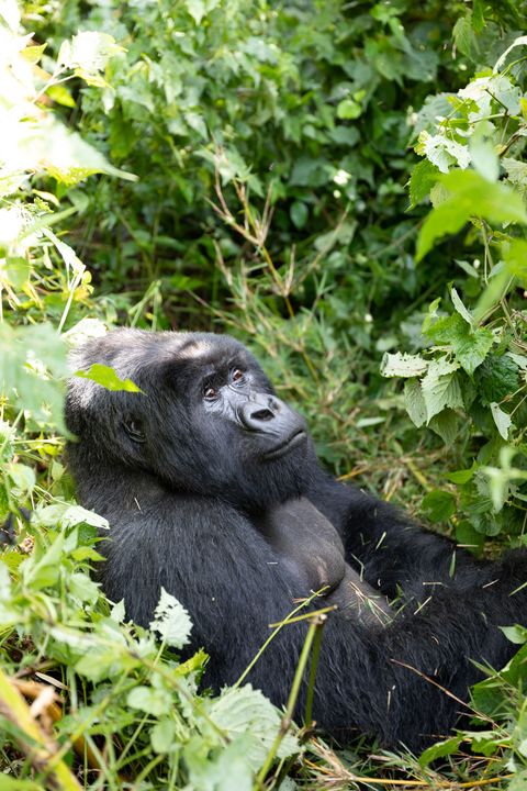 an adult male gorilla, referred to as a silverback, eats a breakfast of bamboo shoots