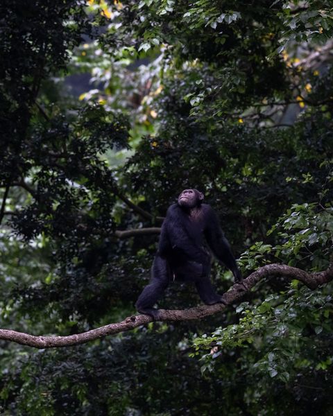 one of the lost chimps of kyambura”