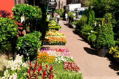 Chelsea Flower Market