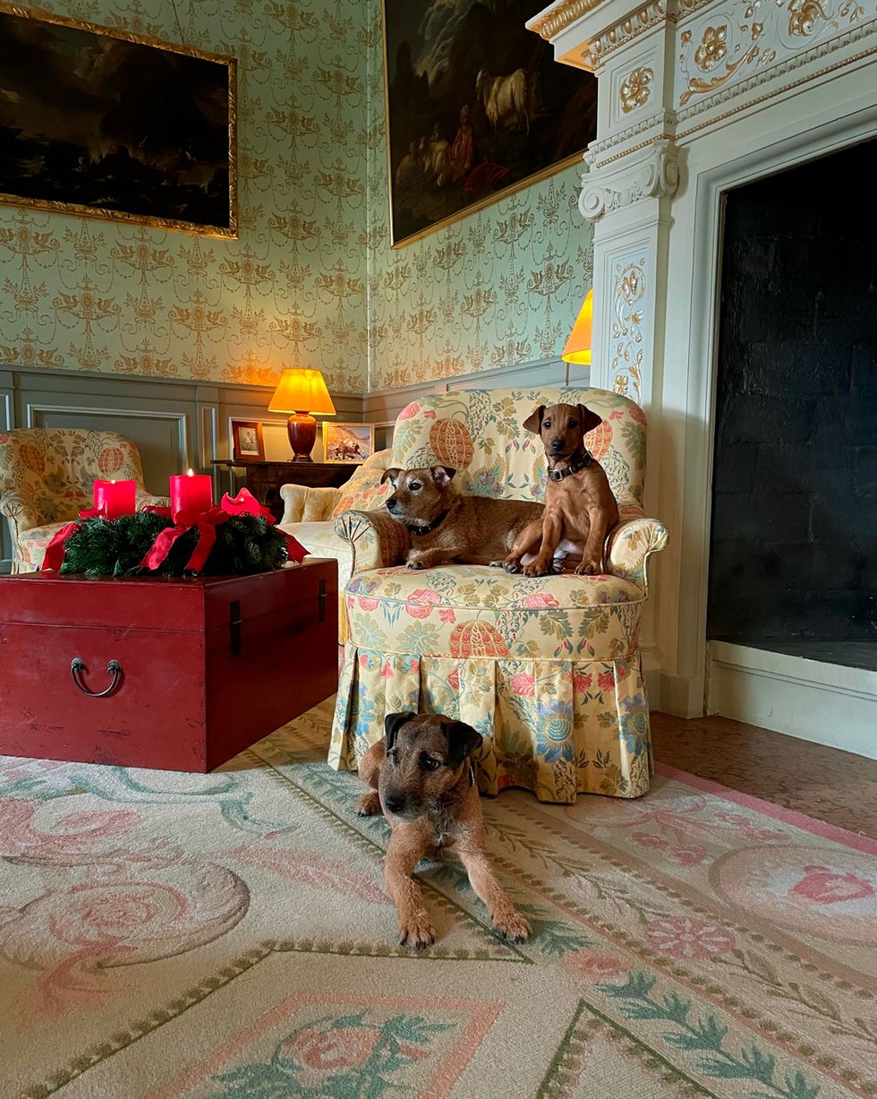 the family terriers add to the castle’s surprisingly homey feel cleopatra oettingen spielberg