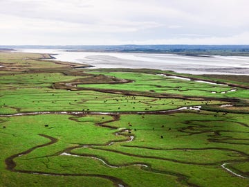 green marshlands at elmley nature reserve