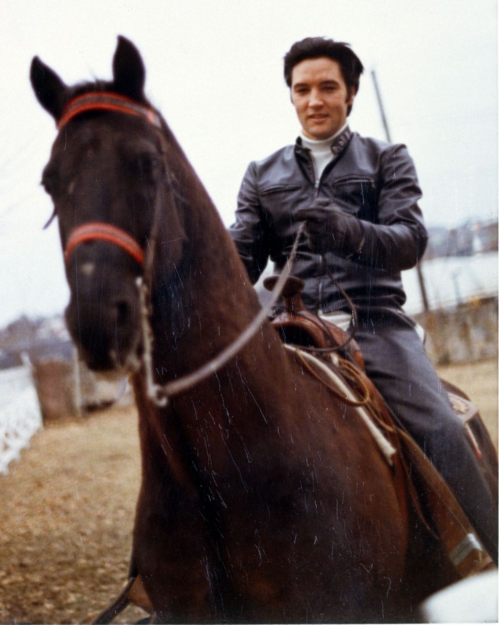 elvis presley holding the reins while riding one of his horses