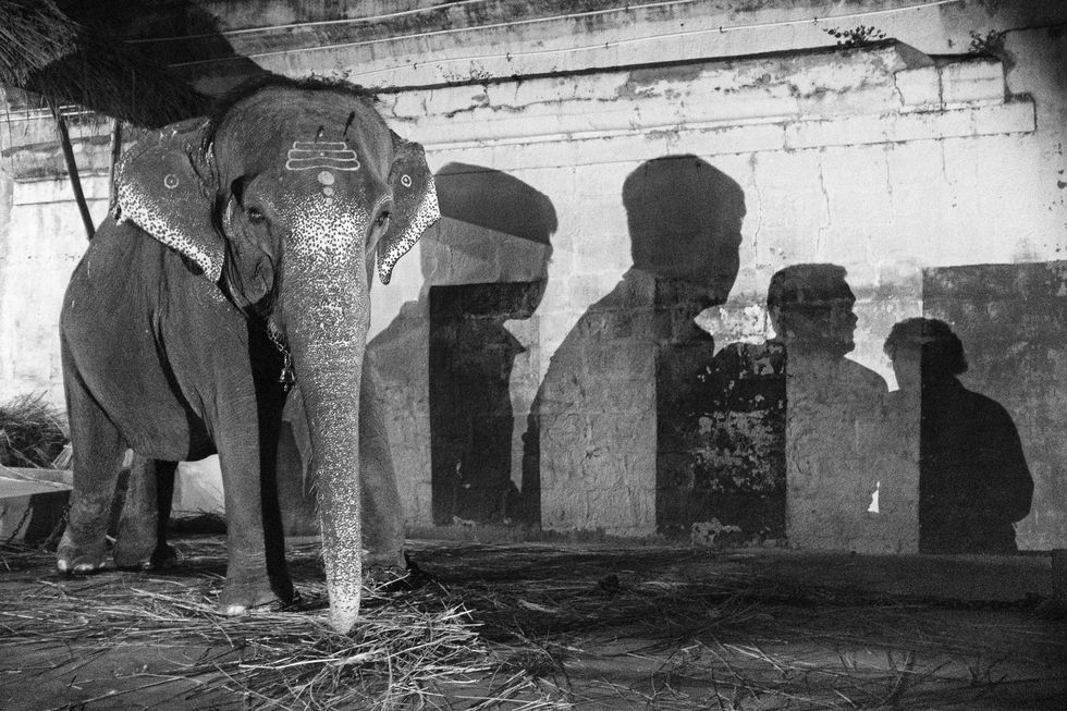 elefante in catene, Emanuele Scorcelletti