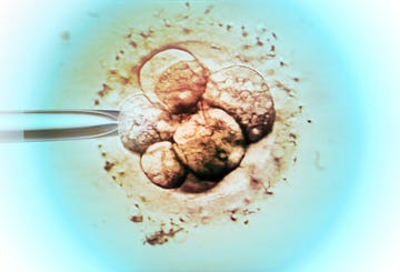 embryo selection for ivf light micrograph