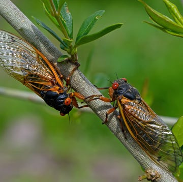 periodical cicadas