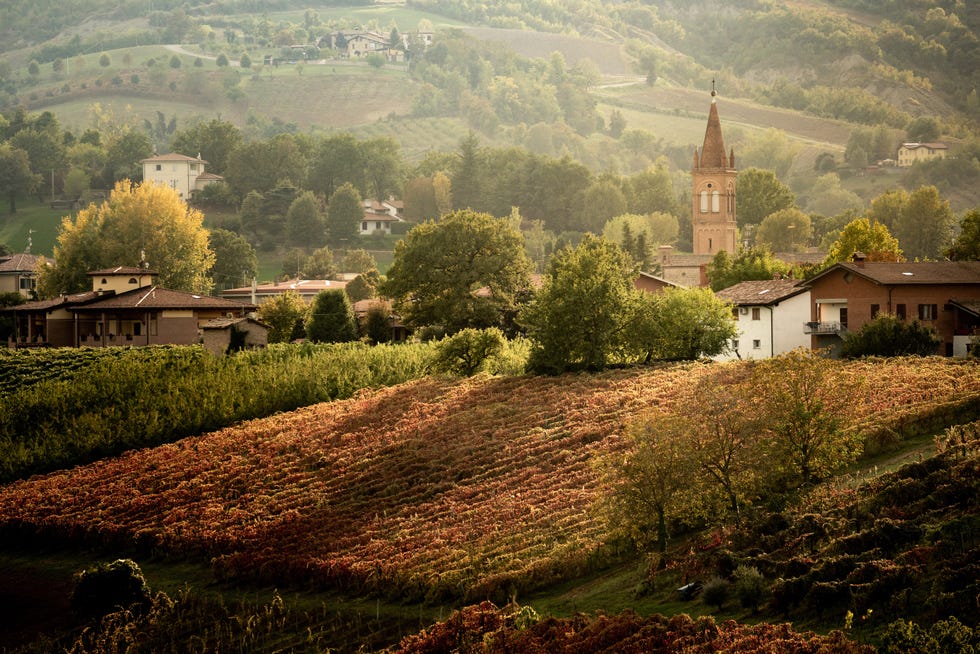 castelvetro, modena, italy, europe vineyards of lambrusco grasparossa in autumn at sunset