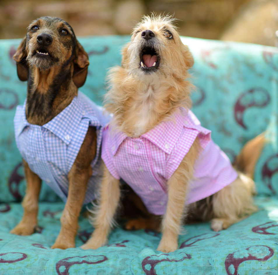 a couple of dogs wearing clothes