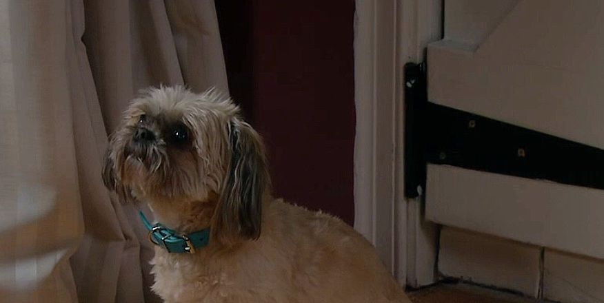 Emmerdale reassures fans over Piper the dog after Tom King's abuse