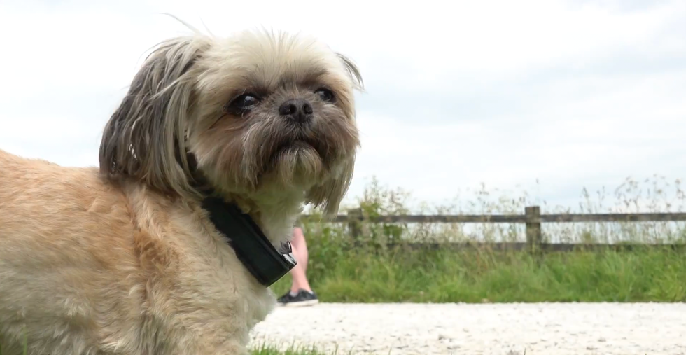 piper the dog in emmerdale