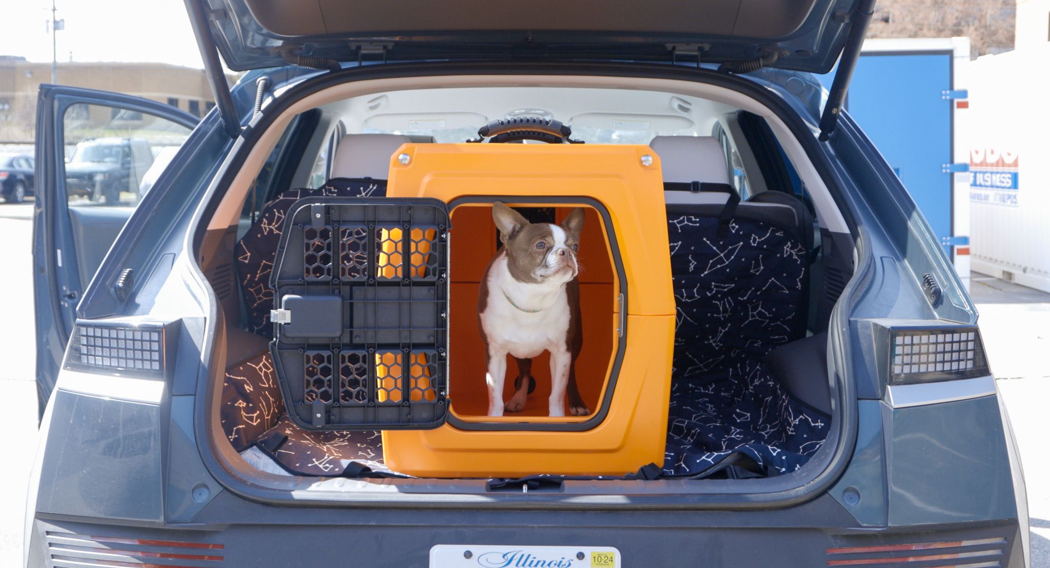 Dog car boot shops restraint