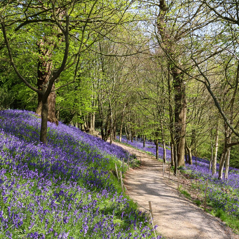 bluebell hyacinthoides non scripta carpet in the woodland at emmetts garden, kent