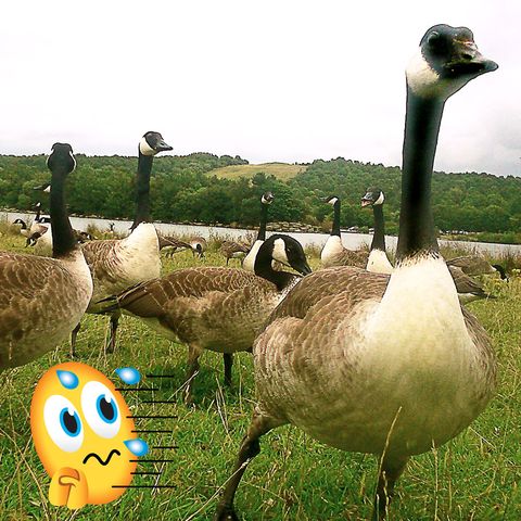 Bird, Beak, Water bird, Ducks, geese and swans, Goose, Duck, Adaptation, Grass family, Grass, Livestock, 