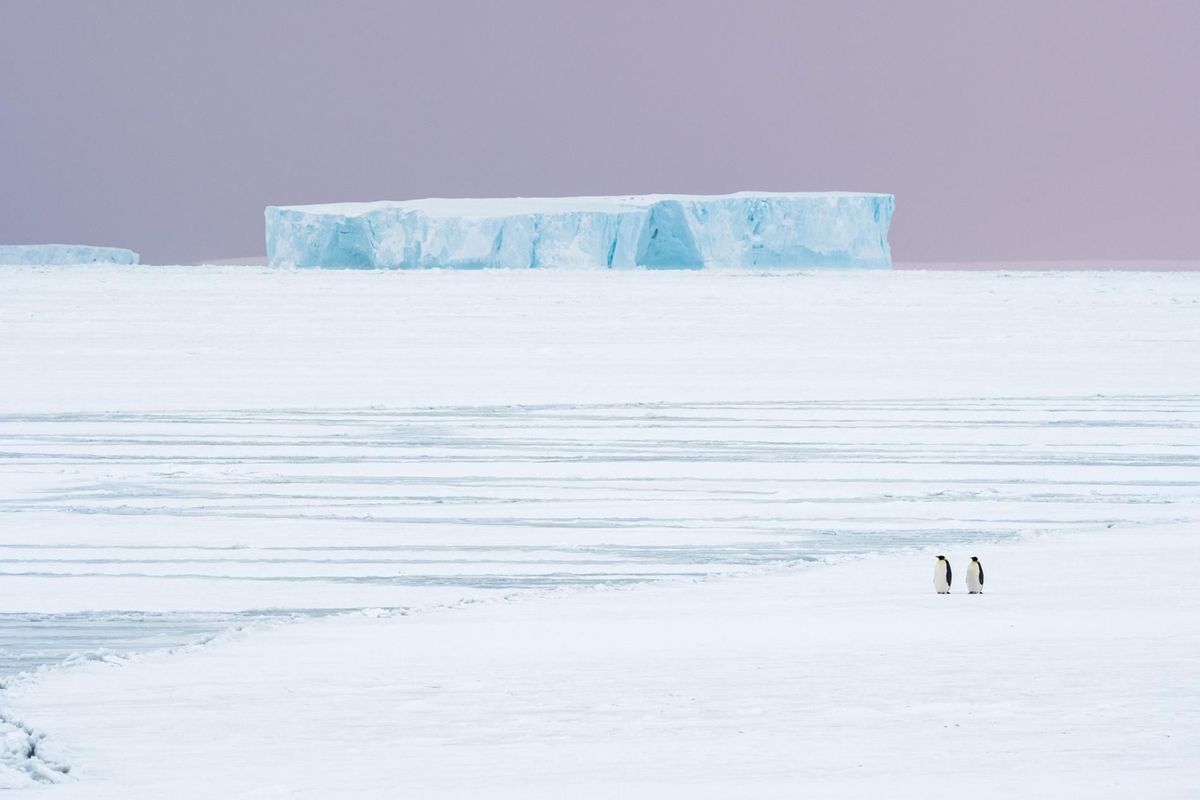 In de herfst starten de pinguins hun reis van de oceaan naar hun broedgebied in de Atkabaai Maar door klimaatverandering smelt het zeeijs dat nodig is om partners te vinden te broeden en kuikens groot te brengen