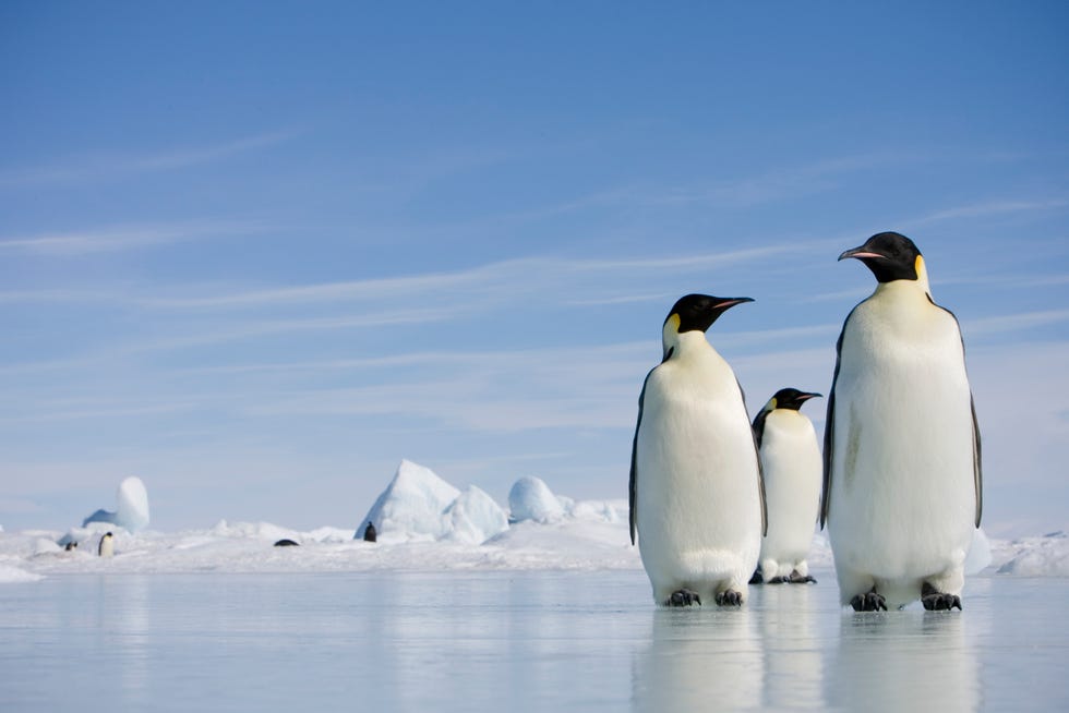 emperor penguins in antarctica
