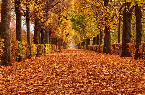 empty alley covered by foliage in autumn park, vienna, austria
