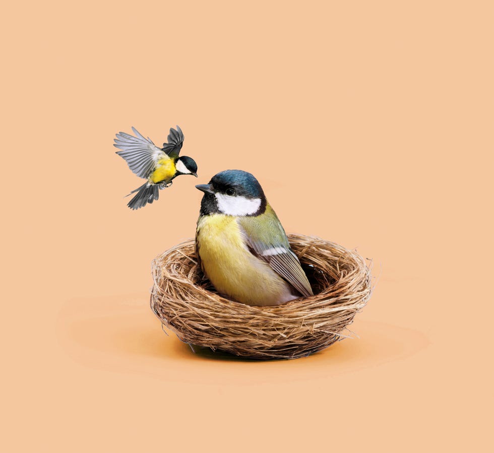 empty nest concept