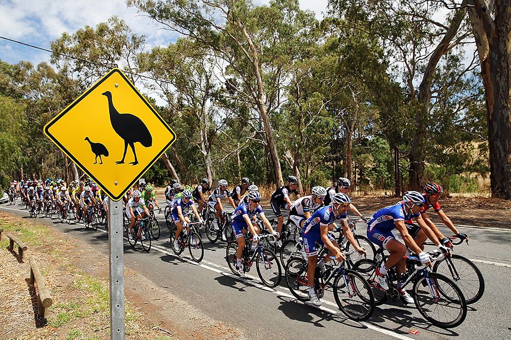 Emu Cyclists