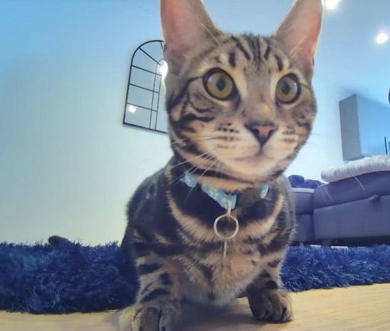 is a pet camera worth it