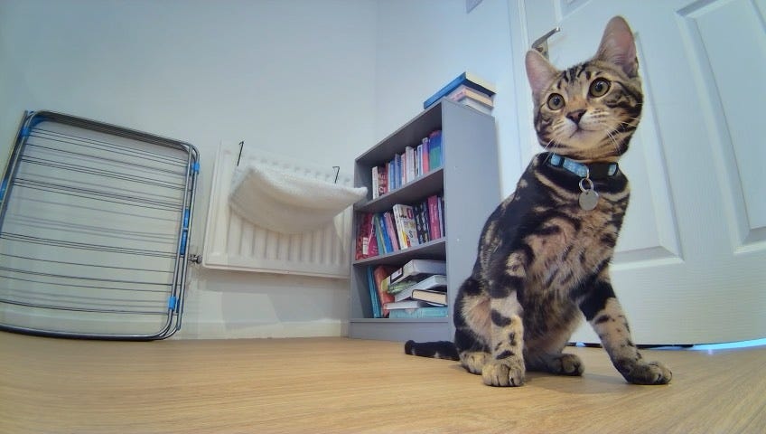 is a pet camera worth it