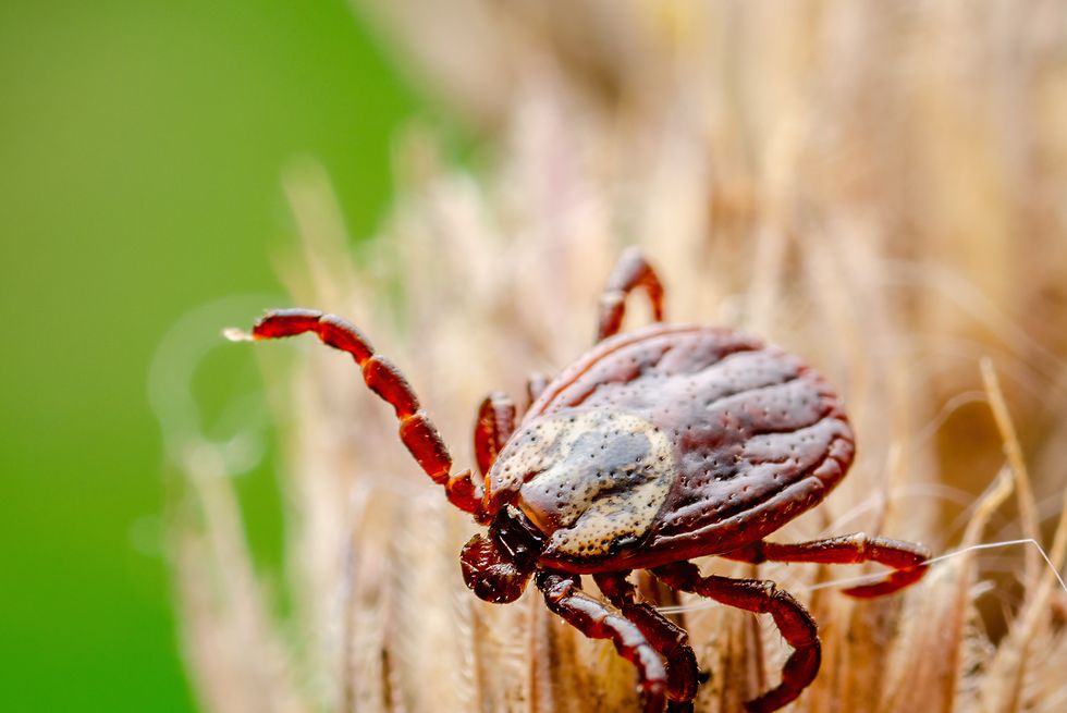 encephalitis virus or lyme borreliosis disease or monkey fever infectious dermacentor tick arachnid parasite insect mite crawling on grass