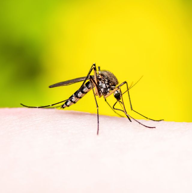 encephalitis, yellow fever, malaria disease or zika virus infected culex mosquito parasite insect macro on yellow background