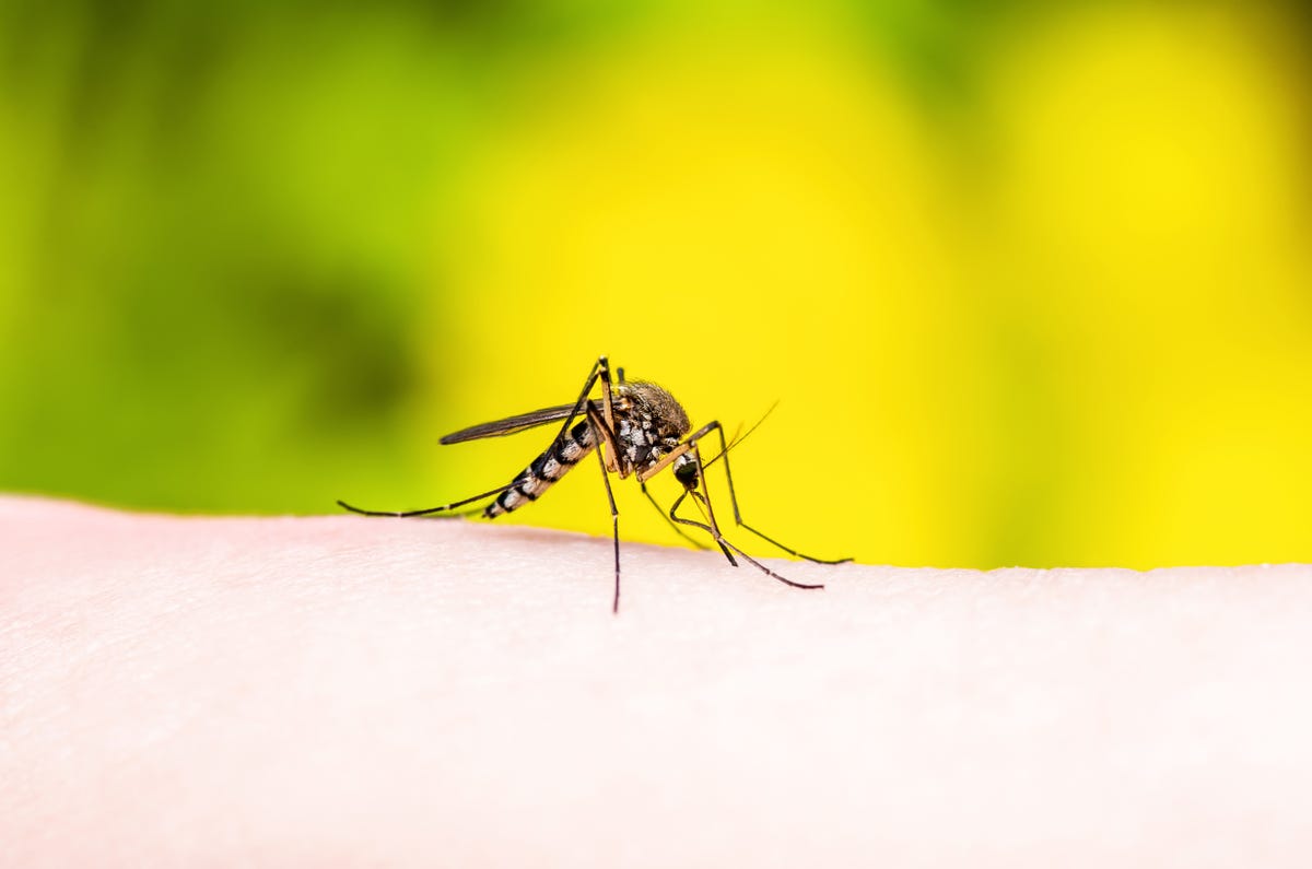 What Is Jamestown Canyon Virus? Rare Mosquito Infection, Explained