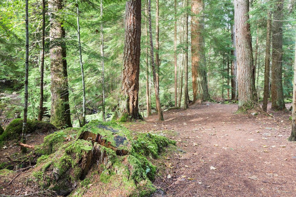 Forest path at Reelig Glen in Scotland.