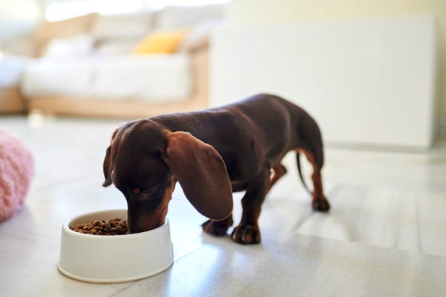 Encore Pet Food Urgently Recalled as Pieces of Metal Found