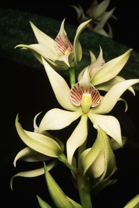 encyclia fragrans orchid blossoms