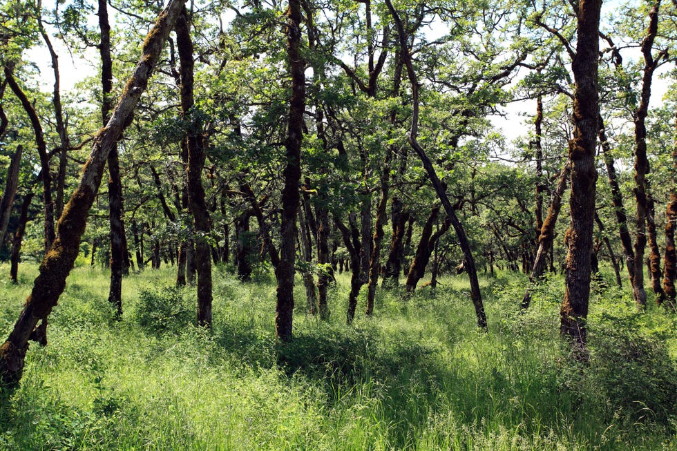 Endangered Ecosystem Of Garry Oaks