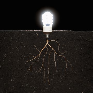 energy efficient lightbulb growing from plant roots in soil, close up