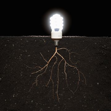 energy efficient lightbulb growing from plant roots in soil, close up