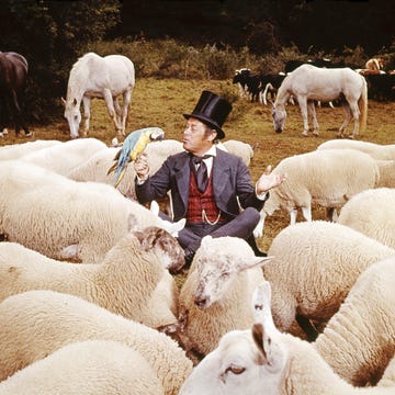 doctor dolittle