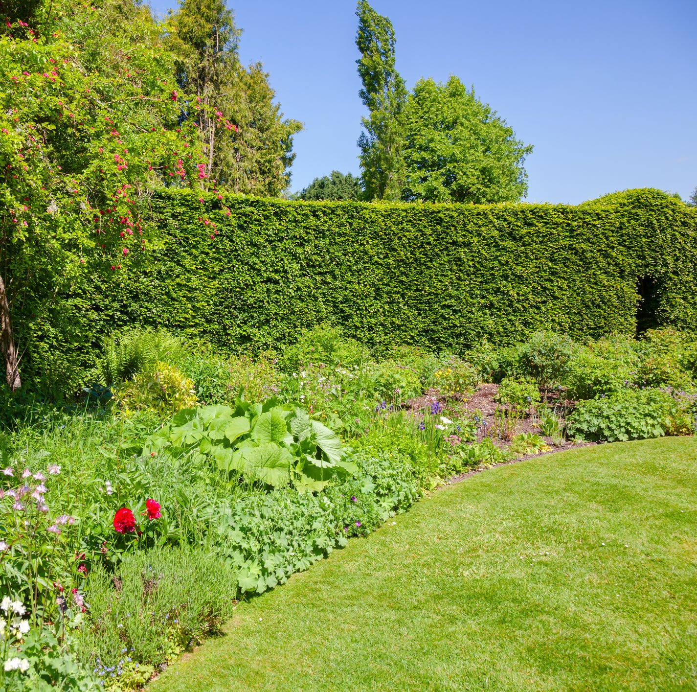 green summer walled english formal garden with lawn blooming flowers and hedgerow in background, southern england, uk