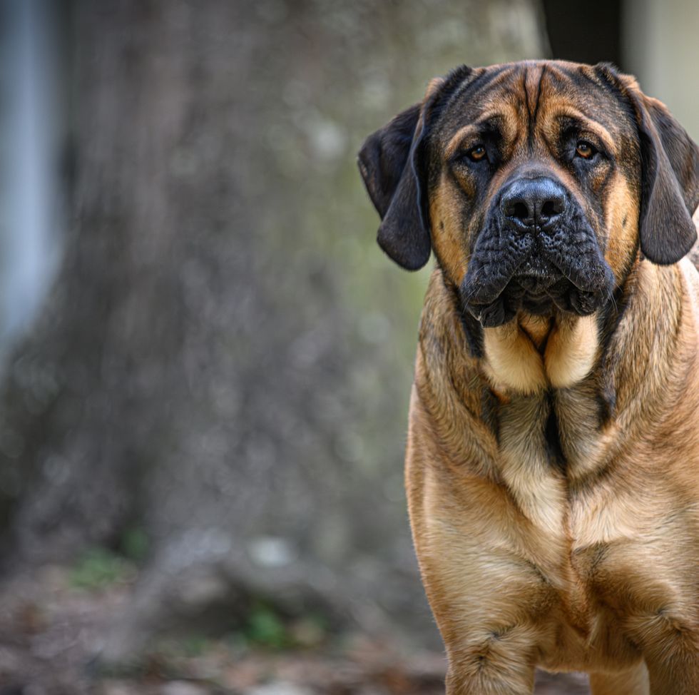 a protective english mastiff watches over his property