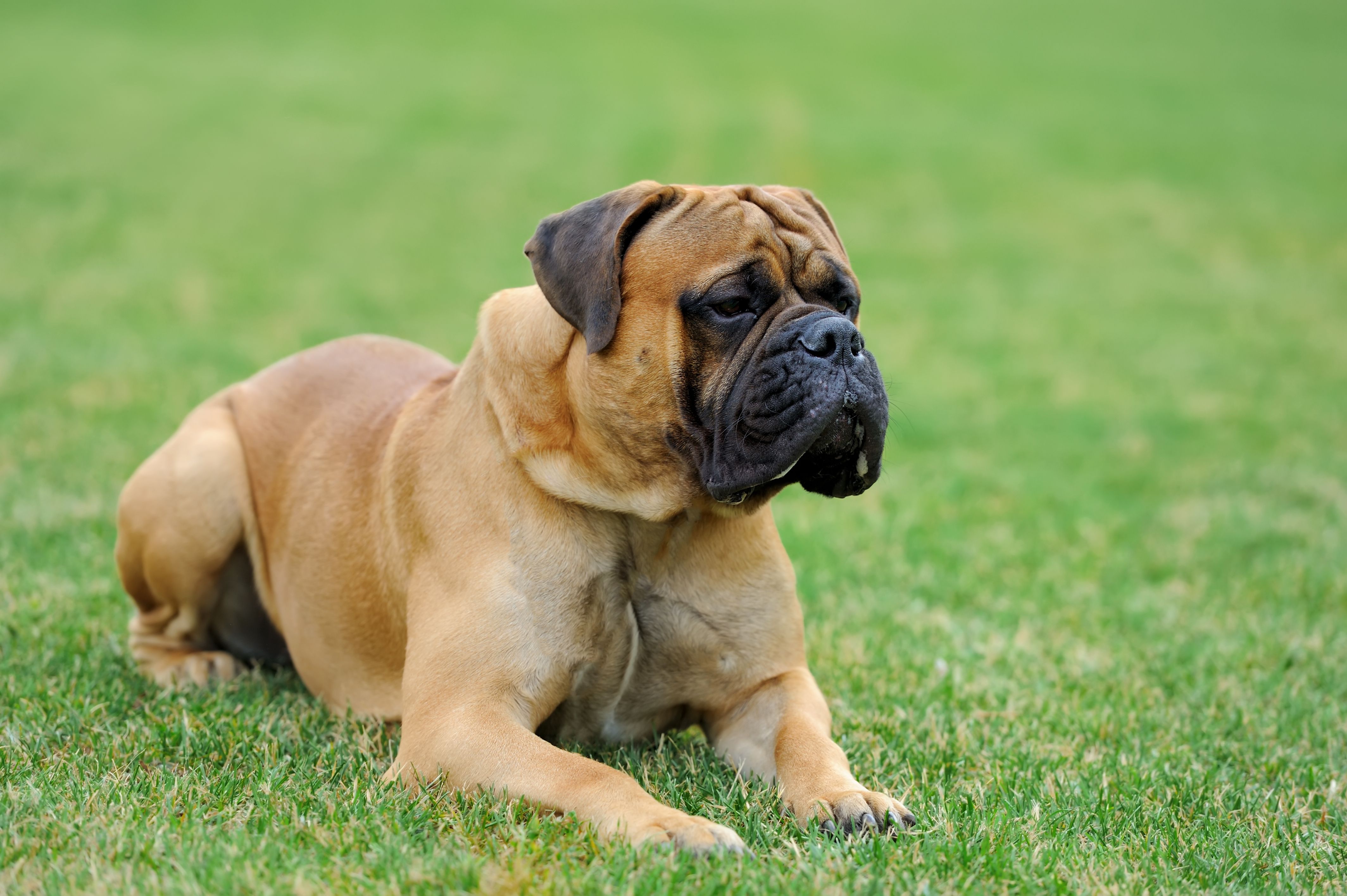 Largest bull hot sale mastiff