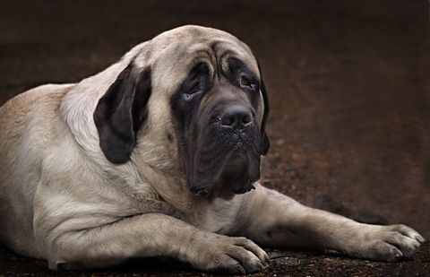 11 Fattest Dog Breeds — Dogs That Tend To Be Heavy