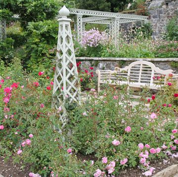 english rose garden