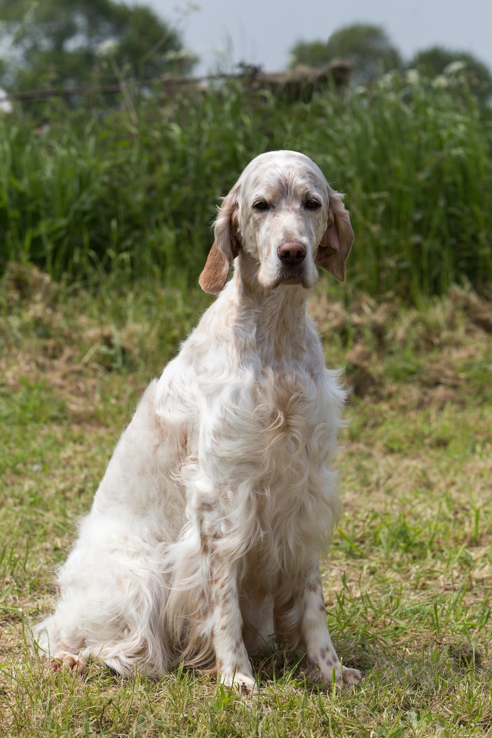 english setter